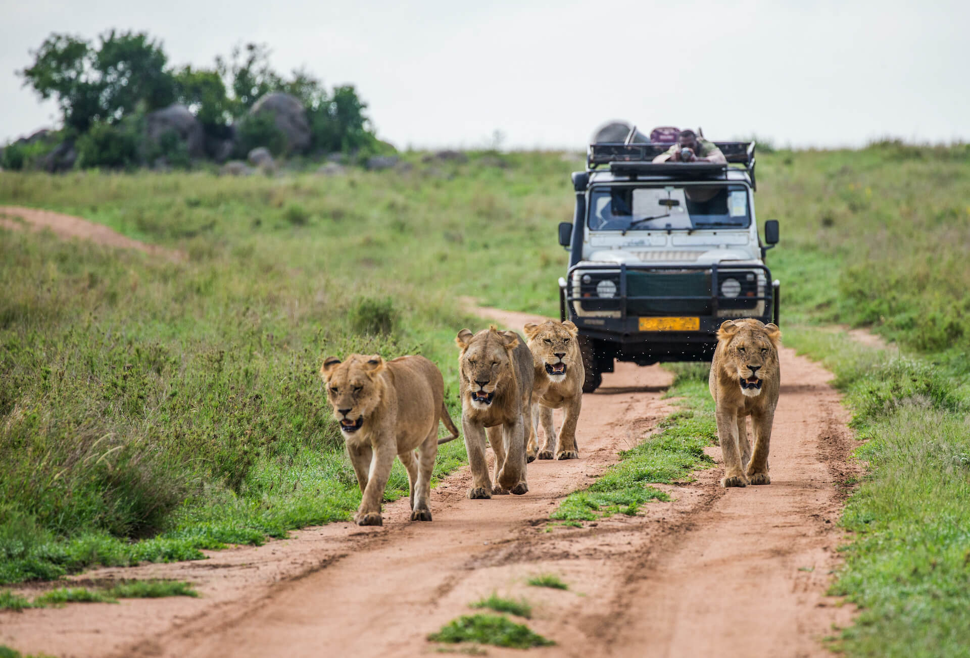 Top 5 Safari Activities To Do In Murchison Falls Park