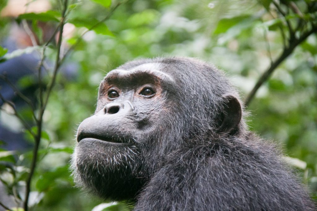 chimpanzee- 4x4 Vehicle