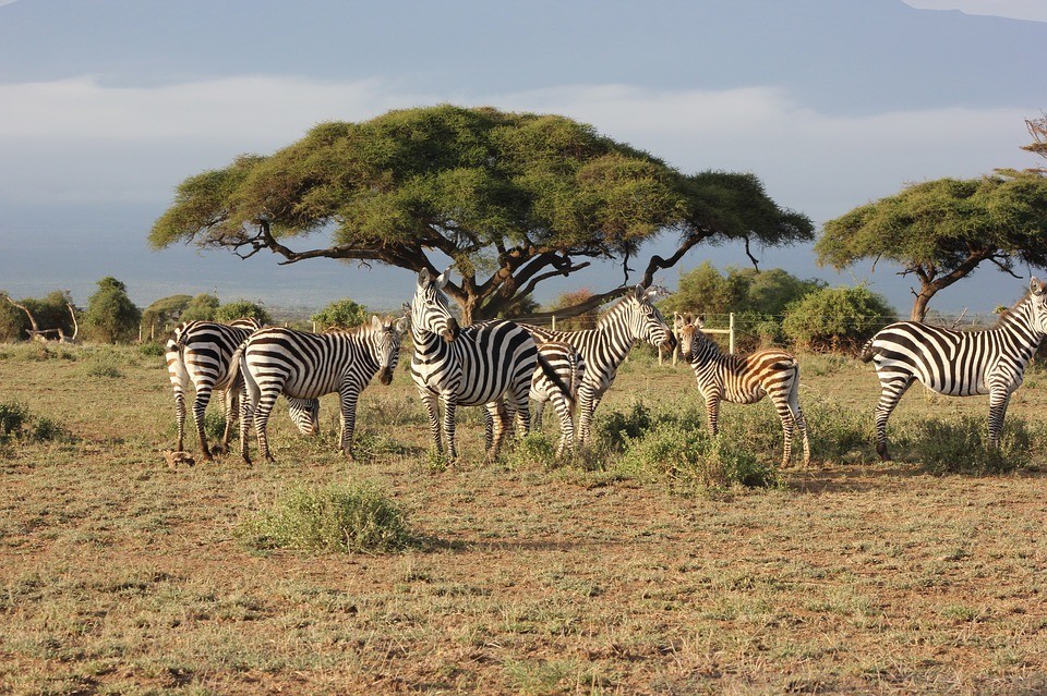 Car Rental- Uganda Safari