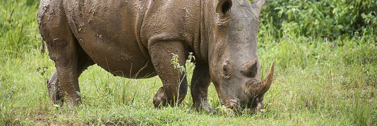 The Best Uganda National Parks for Self-Drive Safaris