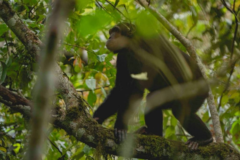  Uganda Safari