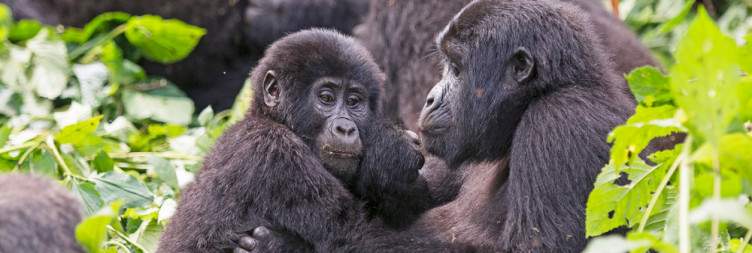 Gorilla Trekking-o Gorilla Trekking Permit