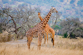 Car Rental Uganda