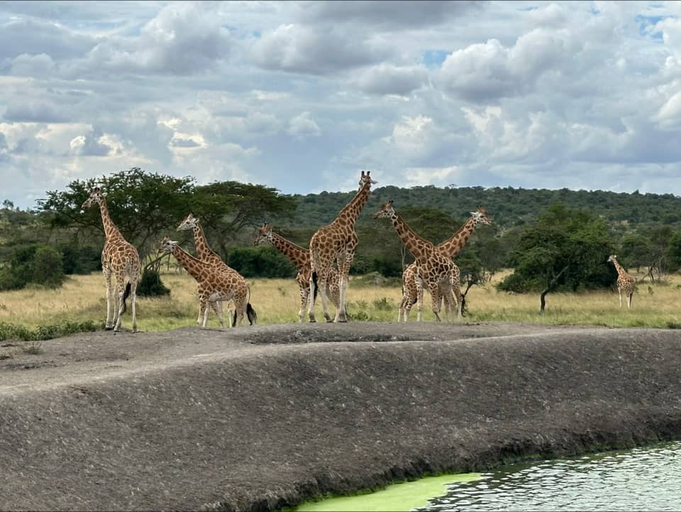 Self Drive Safari